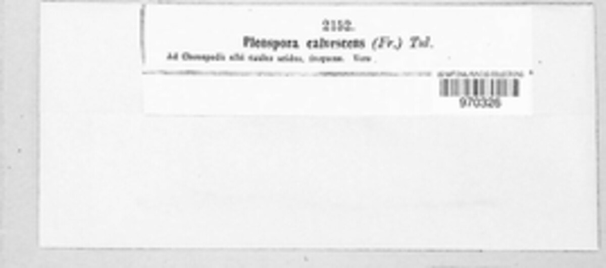 Neocamarosporium calvescens image
